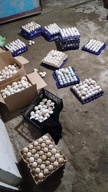 Satış üçün: ördək yumurtası inkubator üçün . gündə 370 400 arasi olur