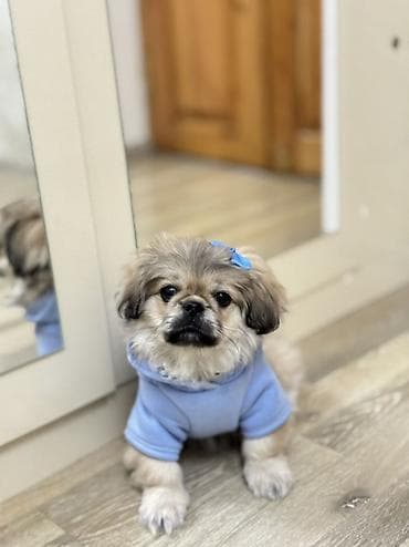 Pekines, 3 ay, Erkek, Peyvəndli