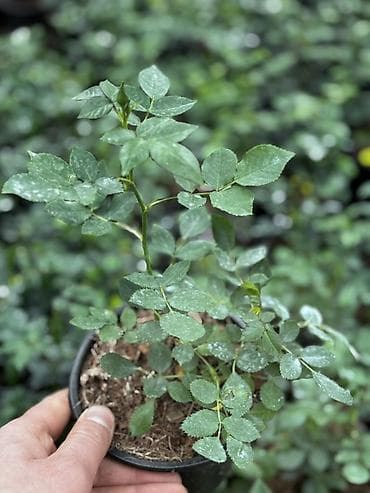 bitki guli: Miniatur qızılgül (Rosa) – saksıda - Növ: kompakt, miniatür qızılgül — 2