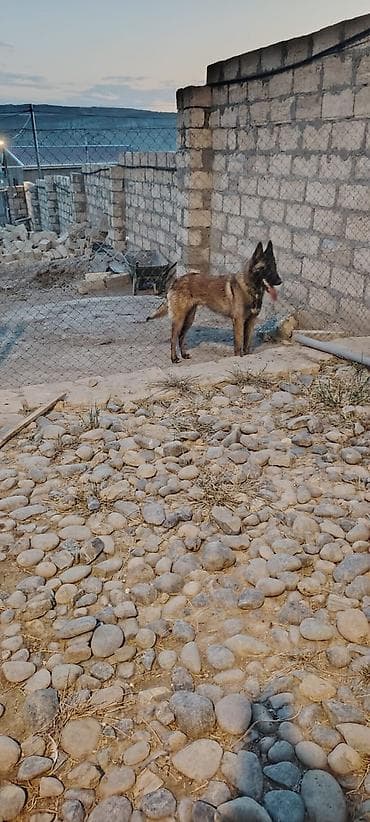 İtlər: Belçika avçarkası 9aylıq erkek peyvend olunub qurd dermanı verilib — 1