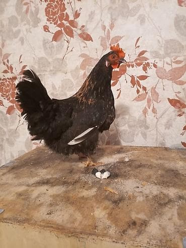 Pişiklər: Toyuq, Damazlıq — 5