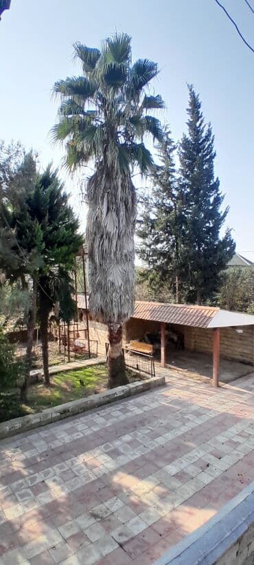 xurma ağacı: Vaşinkton palma satılır — 2