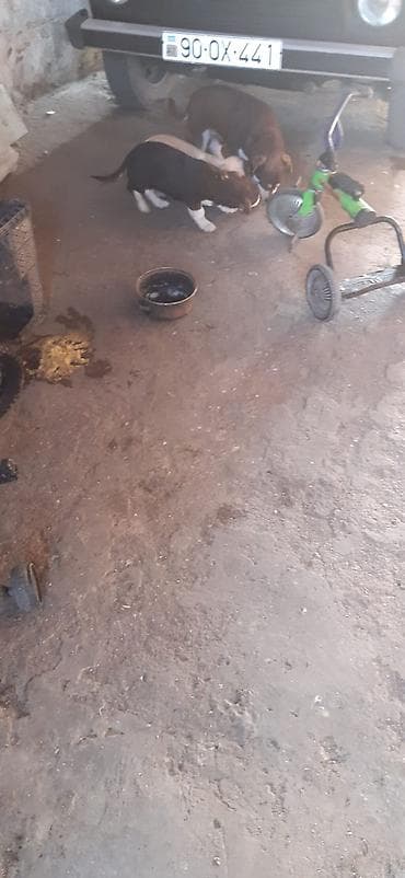 ekskavator satisi kreditle: Uşaq skuterinin gövdəsi və hissələri - Rəng: yaşıl-qara, sapı mavi - — 3