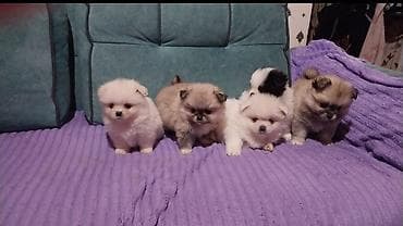 husky satisi: Şpitz, 2 ay, Erkek — 2