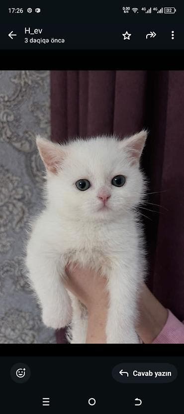 pisik sekilleri: Britan — 6