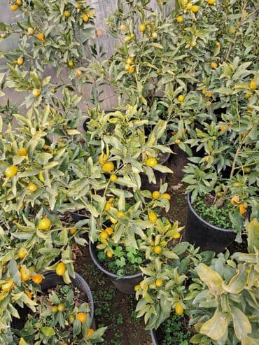 kofe qablari: 1.Piramida yolka şitilleri; 2.piramida yolkaları 1.50cm ; 3.limonni — 17