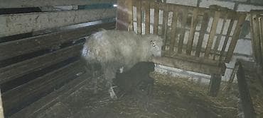 Keçilər, çəpişlər: Balalı qoyun erkek bala qoyun diş salmayb qiymetde biraz endrim olar — 4