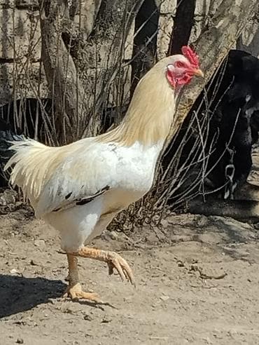 Ağ-qara rəng çalarlarında, iri gövdəli xoruz. - Uzun boyunlu, güclü — 2