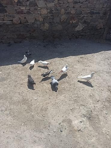 derzi quşu: Kom 5manatdan tek tek fərqlidi qiymeti — 2