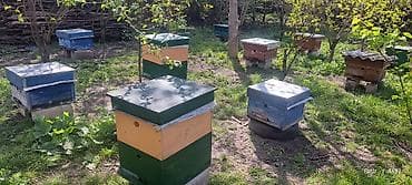 bal arısı satışı: Arı ailəsi satılır . ramkası 28 manat . cinsi Bakvas Karnika — 7