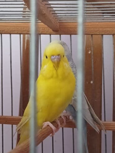 çex tutuqusu: Cex erkey cutde olmaylb — 3