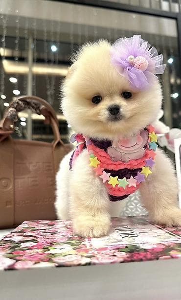 İtlər: Şpitz, 2 ay, Erkek, Sənədli, Ödənişli çatdırılma — 2