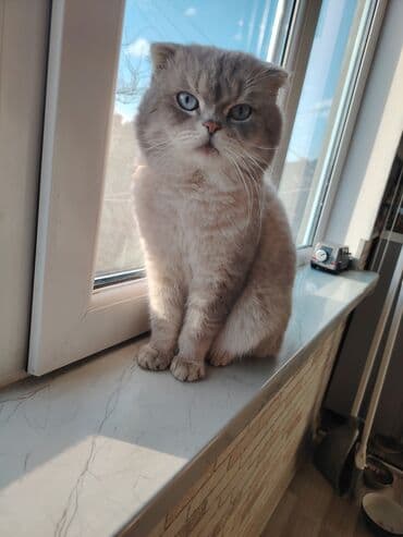 simental inekler satilir: Şotland yastı qulaq, Erkək, Yaxşı əllərə — 6