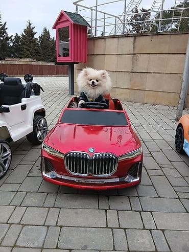 pitbull balasi satilir: Şpitz — 1