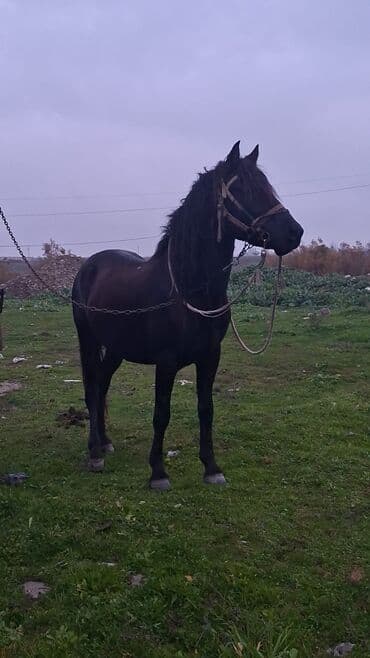 cücə və xoruz təmsil: Erkək, il: 6, Ünvandan götürmə — 1