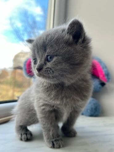 azeri it adlari: Britan — 6