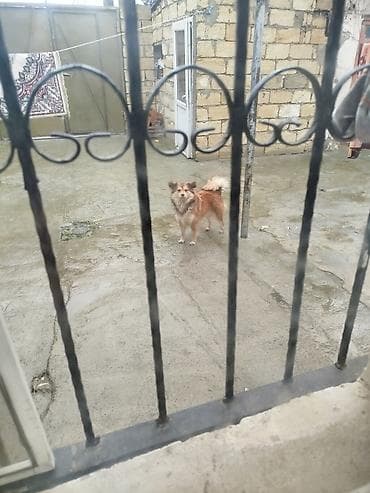 Şpitz, 1 il, Dişi, Peyvəndli lalafo.az -da Şpitz, 1 il, Dişi, Peyvəndli