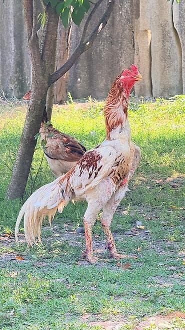 Петух, Heyrati, лет: 2, Доставка в районы