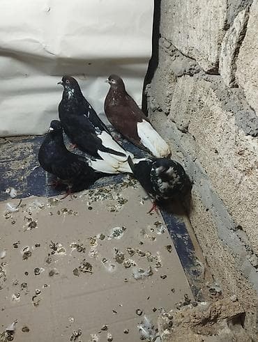 göyərçin pavlin: Cutu 30 Manat Terkidirem Deye heyvanlari satiram — 1