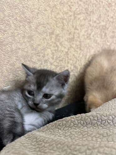 tovuz quwu: Oglandi 15.11.25 dogulub. Qum terbiyesi yeme oyredilib — 3