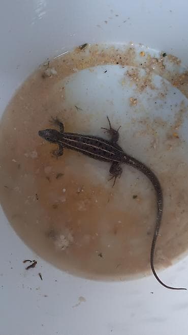 ev kirpisi: Canlı kərtənkələ – terrarium üçün ekzotik ev heyvanı - Növ: kiçik — 1