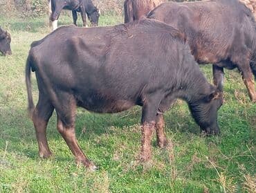 Inəklər, öküzlər: Məhsul: Su camışı sürüsü boğaz çatmışlar 6 dişi .3 balaq Təsvir: - — 3