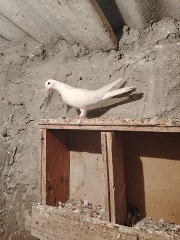 значок хары бюльбюль купить: Salam quşdar 5m dan riyalı alcı narhat etsin — 3