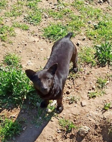 setter it cinsinin digər adı: Qara rəngli, kiçik ölçülü it - Parlaq qara tüklü, kompakt gövdəli — 1