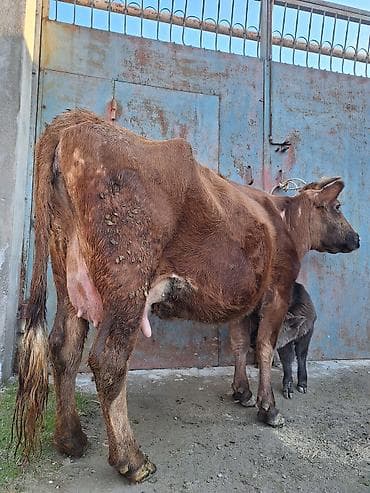 Yemlər: 14 litir süd verir 4 qarına doğub 10 gündü doğub balası dişdi — 3