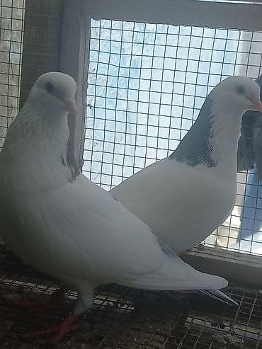 katibə quşu: 3 ədəd göyərçin. Ünvan Sabunçu. Dişi qara boynugüllü — 5