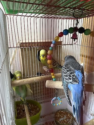 Qəfəslər: Quslar satılır 30 AZN hamsın alan olsa endırım olacag koroyluya — 6