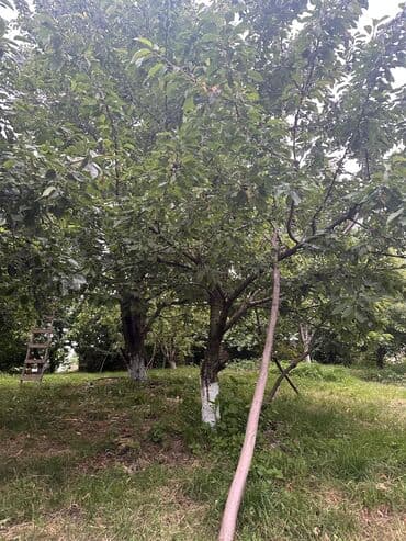 İçkilər: Salam Quba rayonunda Dağlı kəndinde 'Qırmızı qesebe' -nin üst — 7