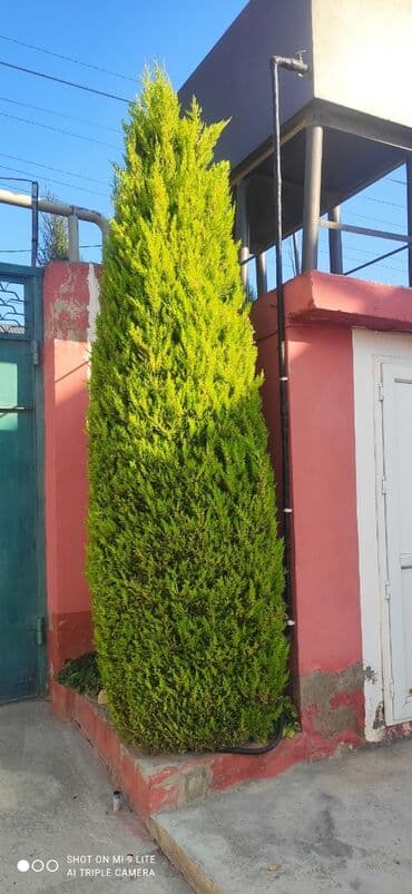 Thuja (qızıl yaşıl rəngli iynəyarpaq) dekorativ ağac - Növ: Thuja