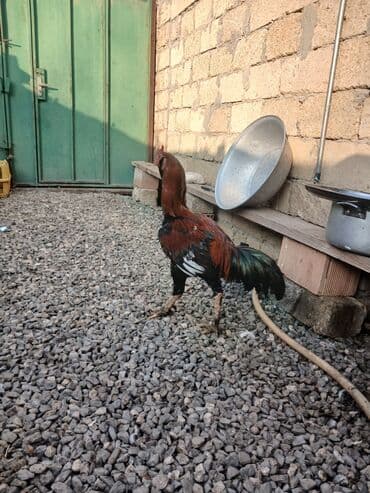 satılıq atlar: Salam feresi ölüb deye satlram tek qaLlb.cox davakardl liboy xoruzu — 4