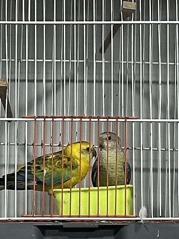 pavlin goyercin satisi: Hazır çüt pevçi satılır bir defe bala almışam qiymet sondu qiymetle — 2