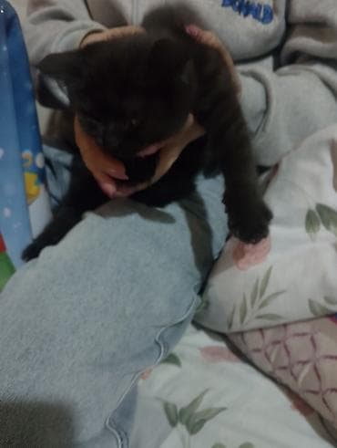 qara pisik sekilleri: Erkək, Ödənişli çatdırılma — 3