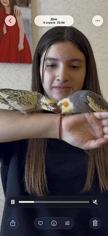Qəfəslər: Nimfa (Cockatiel) cütü və qəfəs dəsti Məhsulun təsviri: - İki ədəd — 5