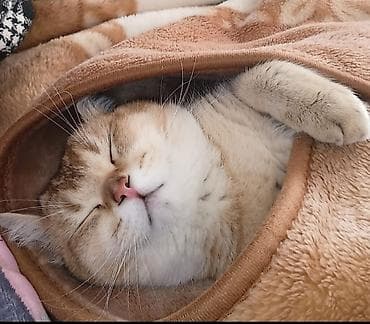 pişik almaq: Salam .Ciddi Alıcılar yazsın qiymet 150 m razilaşsaq aşaqi yeride var — 1