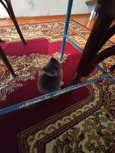 Птицы: Salam. şotlantdi 2 ayligdi su qabi yem qabi, birdə tualetinidə — 4