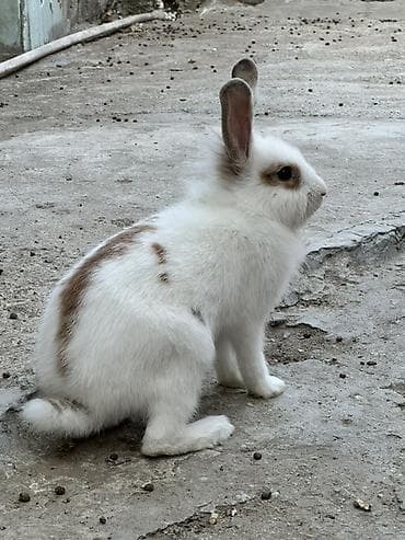 Erkək dişidir. İkisi bir yerdə 30azn. Ağ-qəhvəyi ləkəli, uzunqulaq