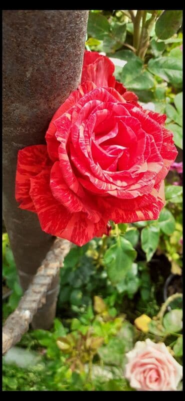 gul adları azərbaycan: Məhsul: Gül kolları (gül fidanları) Təsvir: soyuqa davamlı 2 azn 3 — 2