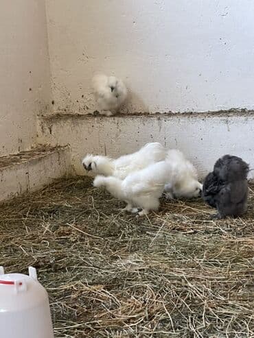 simmental inək cinsi: Toyuq, Damazlıq — 8