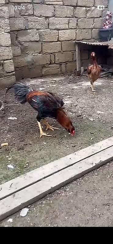 Heyratı xoruzu satılır 9 aylıq 80 manata Real alıcılar əlagə