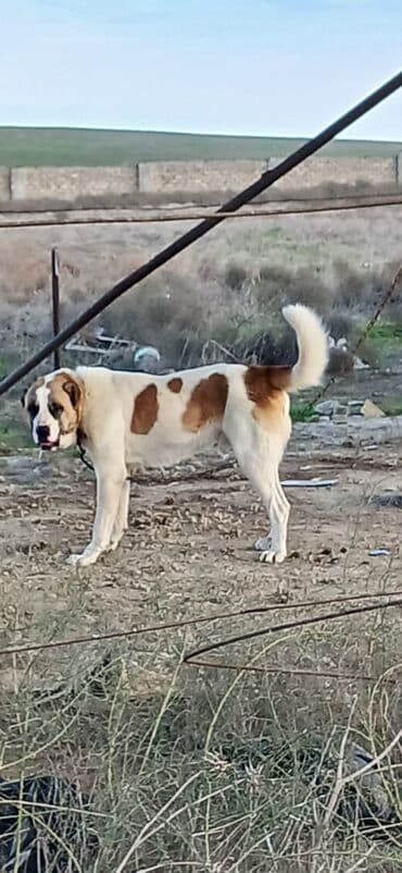 İtlər: Qurdbasar, 1 il, Erkek, Peyvəndli, Ödənişli çatdırılma — 3