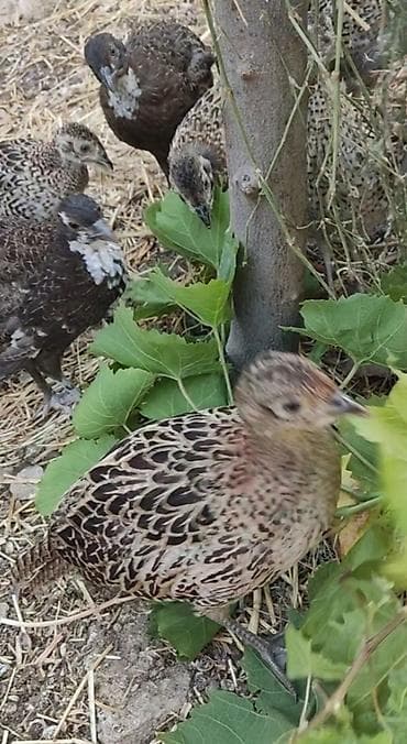 Məhsul: Qırmızı üzlü halqa boyunlu qırqovul (phasianus colchicus) – — 4