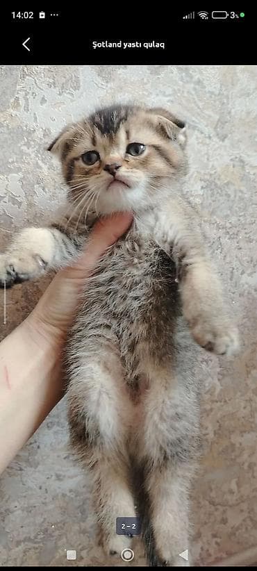 pulsuz pişikler: Şotland yastı qulaq, Dişi, Yaxşı əllərə, Ünvandan götürmə, Ödənişli çatdırılma — 5