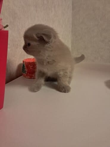 pişiy satışı: Şotland, Erkək, Dişi — 6