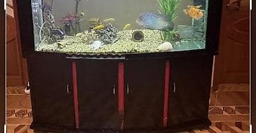 akvarium balıq: Böyük həcmli akvarium komplekti - Ön hissəsi yumru, geniş şüşəli — 2