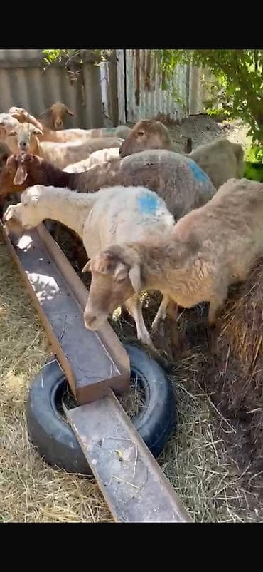 Mal-qara: Təcili satılır! 🐑 19 baş tam sağlam, cavan qoyun satılır. ✅ 18 ədəd — 4