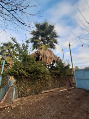 asma tavan hamam: Palma ağacları satılır 2 ədəd qiyməti 1000 manat. Masallı rayonu — 2